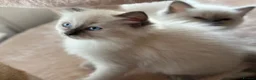 Ragdoll cats for sale: Blue Point Ragdoll Kittens  - Advert 5