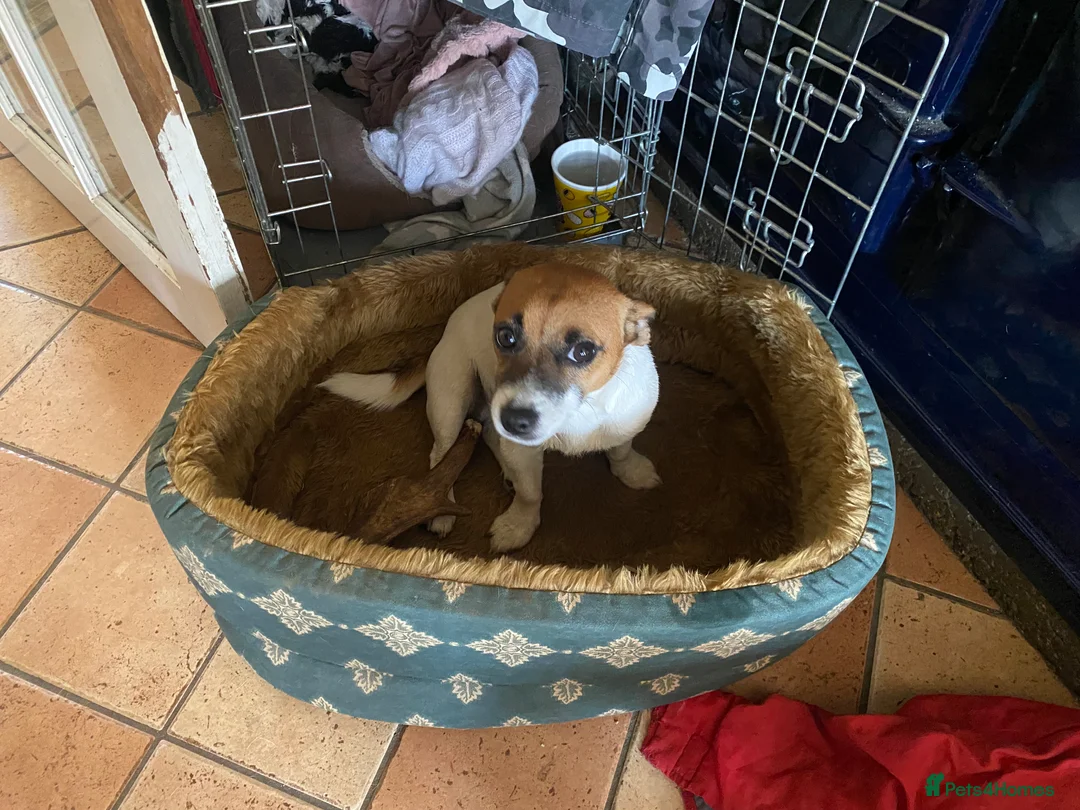 Jack Russell dogs for sale: Beautiful Jack Russell pups  - Advert 4