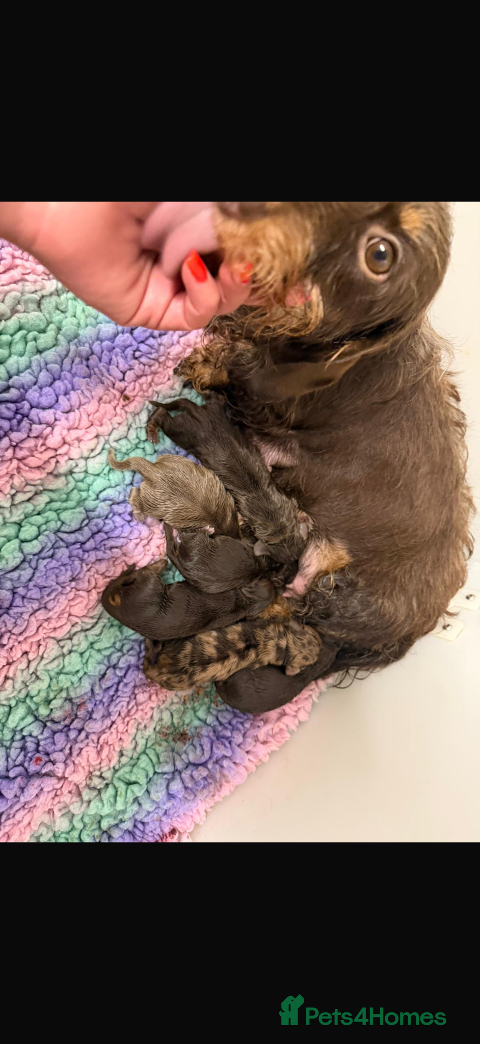Miniature Dachshund dogs Miniature dachshund puppies reduced  - Advert 2