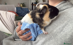 Guinea Pig rodents for sale: 2 guinea pig boys for sale  - Image 6