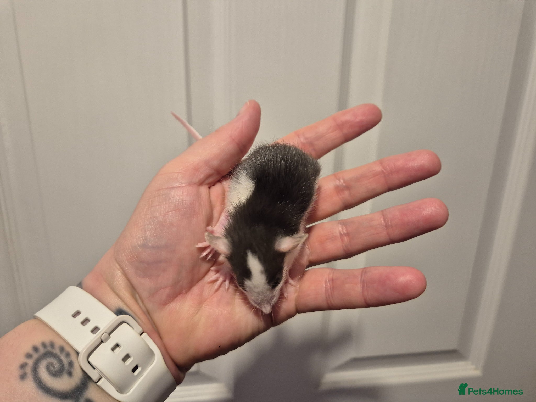 Rat rodents 4 Male Dumbo Rats - Advert 1