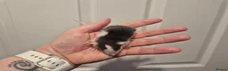 Rat rodents for sale: 4 Male Dumbo Rats - Advert 1