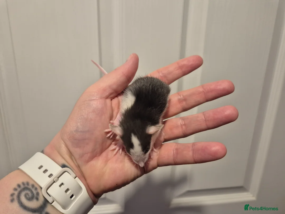 Rat rodents for sale: 4 Male Dumbo Rats - Advert 1