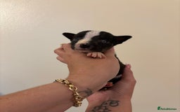 English Bull Terrier dogs for sale: Champion line bull terriers  - Image 17