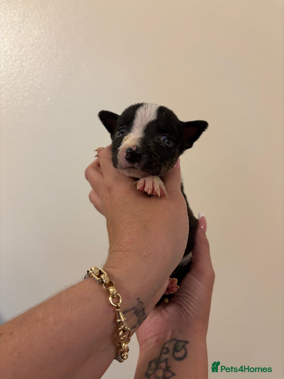 English Bull Terrier dogs for sale: Champion line bull terriers  - Image 17