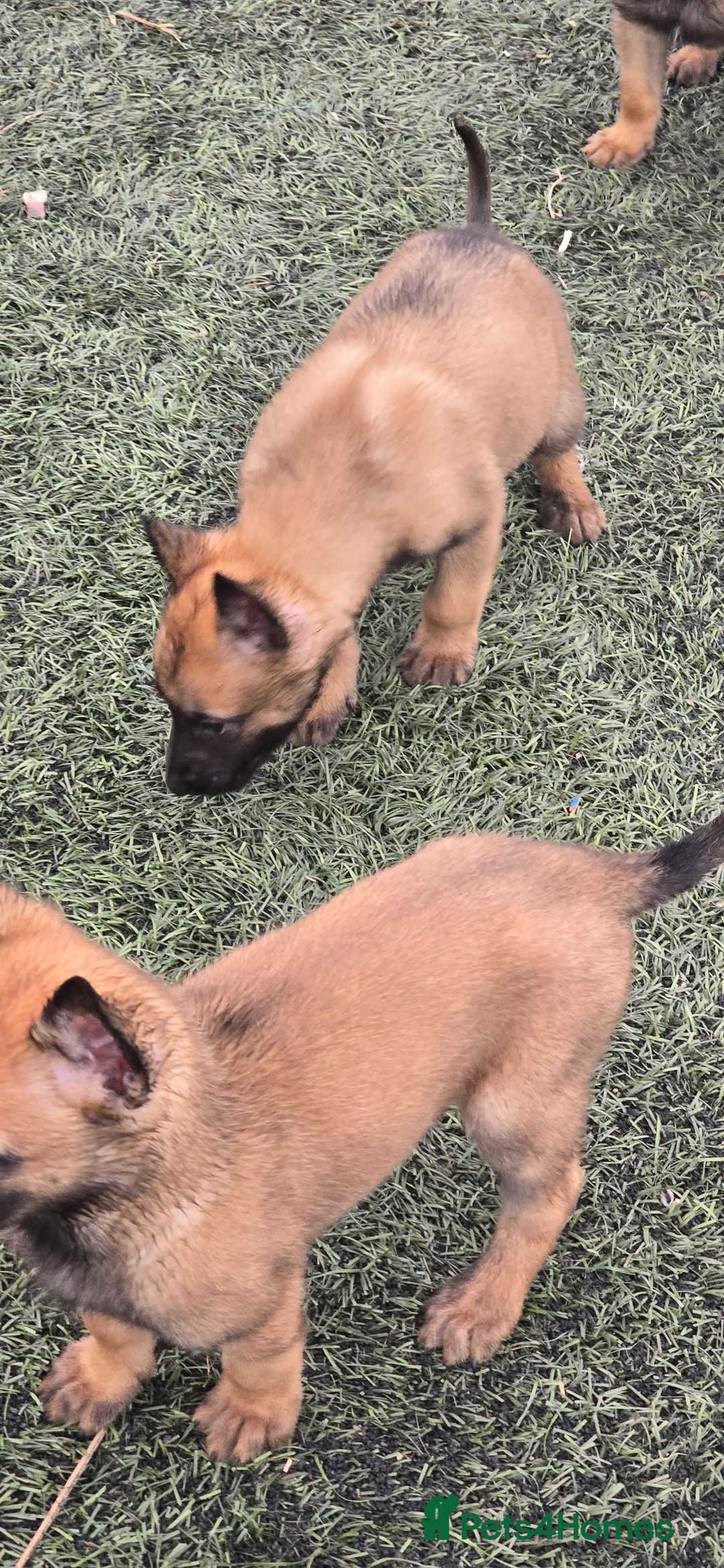 Belgian Shepherd Dog dogs for sale: Pups from world V. Champion CHANCE  - Advert 11