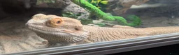 Bearded Dragon reptiles for sale: 2 year old Bearded Dragon in Kirknewton - Advert 3
