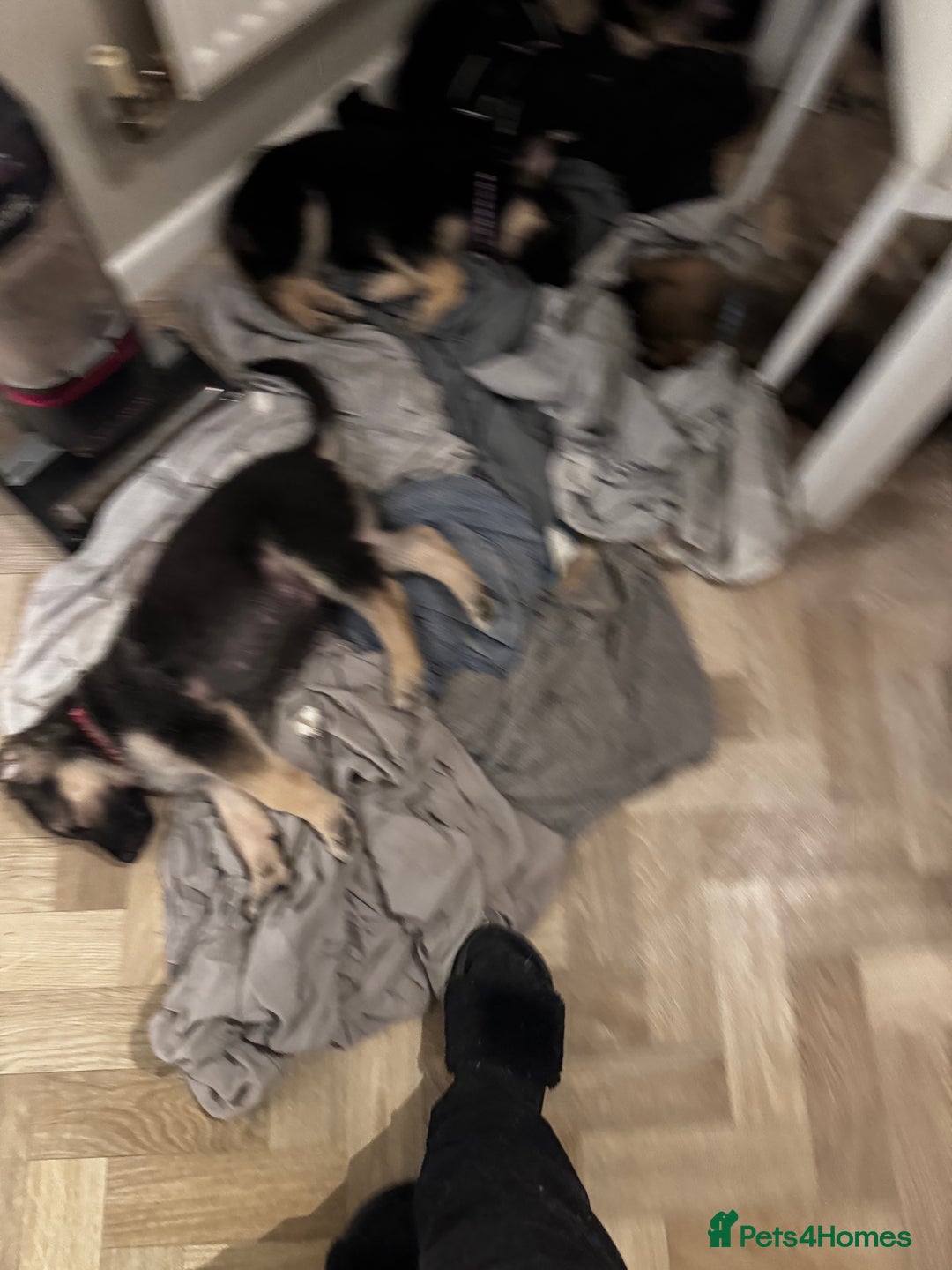 German Shepherd dogs for sale: German shepherd litter  - Advert 10