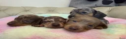 Miniature Dachshund dogs for sale: Miniature Dachshund Dapple Puppies 🐶 5🌟licensed  - Advert 7