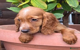 Cocker Spaniel dogs for sale: Working cocker spaniels  - Image 1