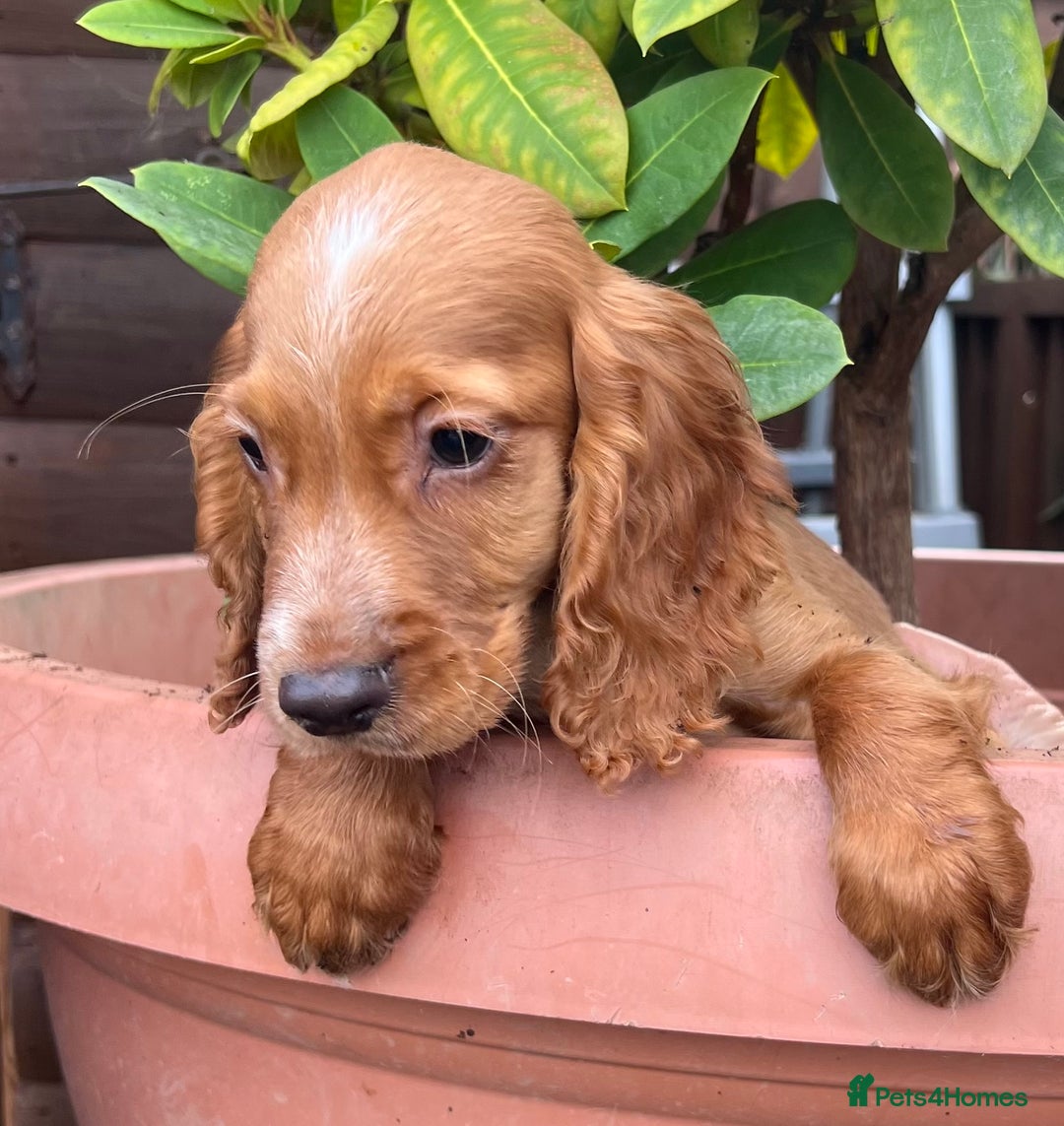 Cocker Spaniel dogs for sale: Working cocker spaniels  - Image 1