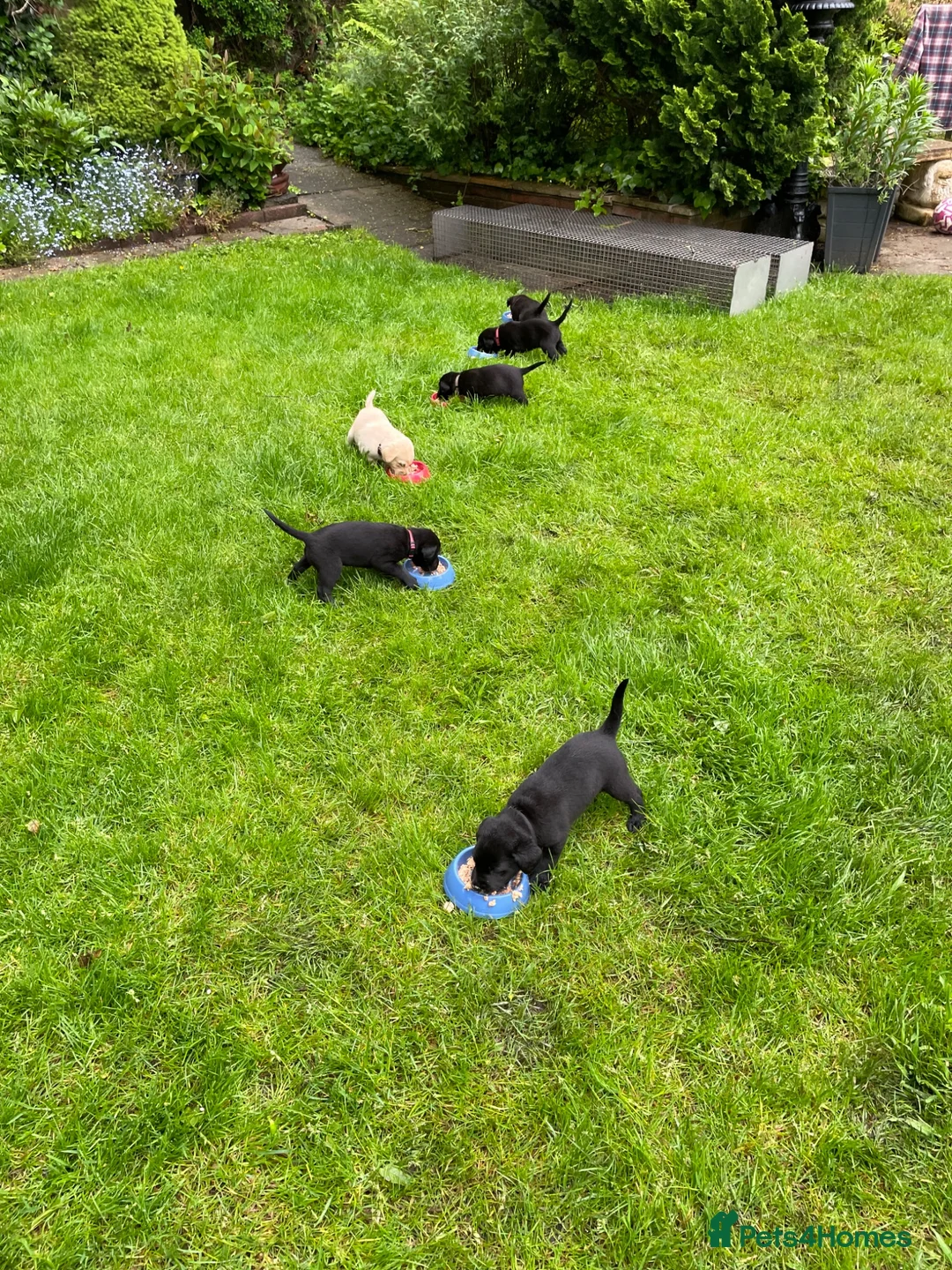 Labrador Retriever dogs for sale: Four little Labrador boys ready for their new home in Bury - Advert 11