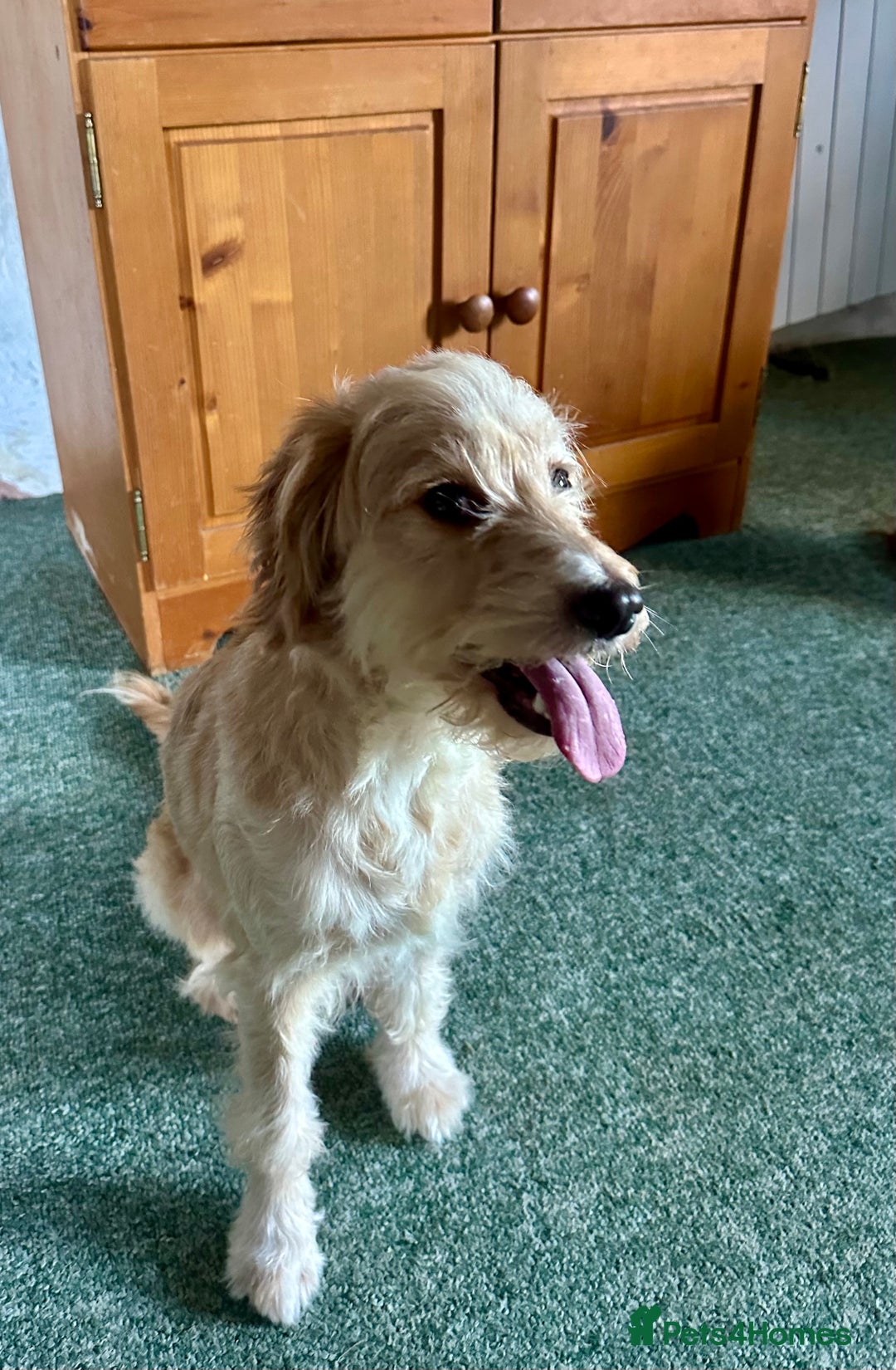 Cockapoo dogs for sale: 3 year old female Cockerpoo - Image 3