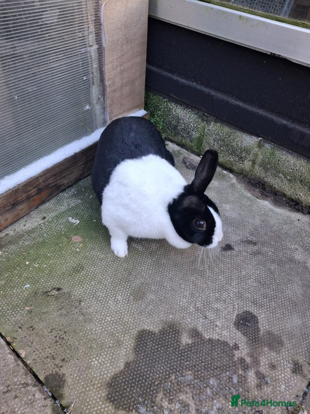 Dutch rabbits for sale: Dutch rabbits, pure bred for sale - Advert 2