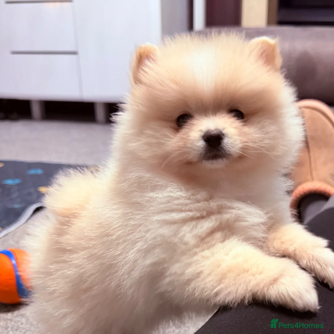Pomeranian dogs for sale: KC registered LAST  💕GIRl  💕READY to go ! - Advert 2
