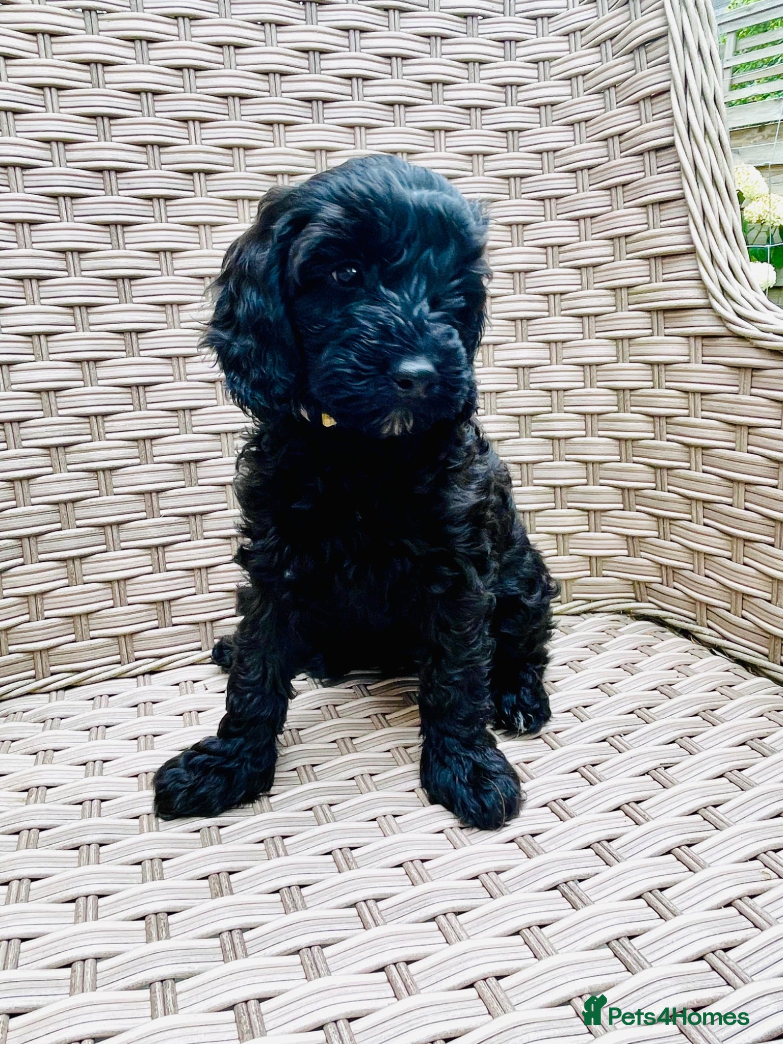 Cockapoo dogs LAST ONE! Stunning DNA/Health tested Cockapoo - Advert 1