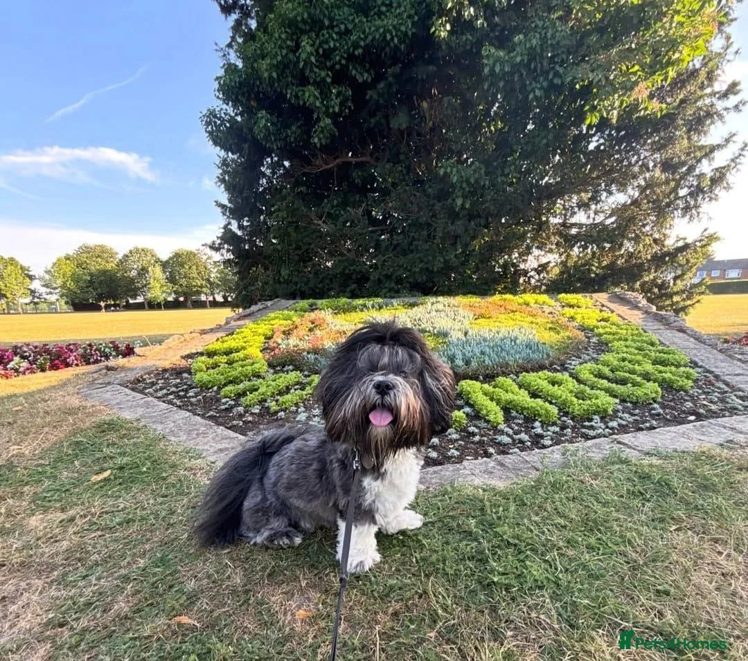 Lhasa Apso dogs for sale: Eddie 3 Year Old Male Lhasa Apso  in Maldon - Advert 2