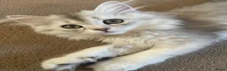 Scottish Fold cats for sale: Scottish Fold/Straight - Advert 8