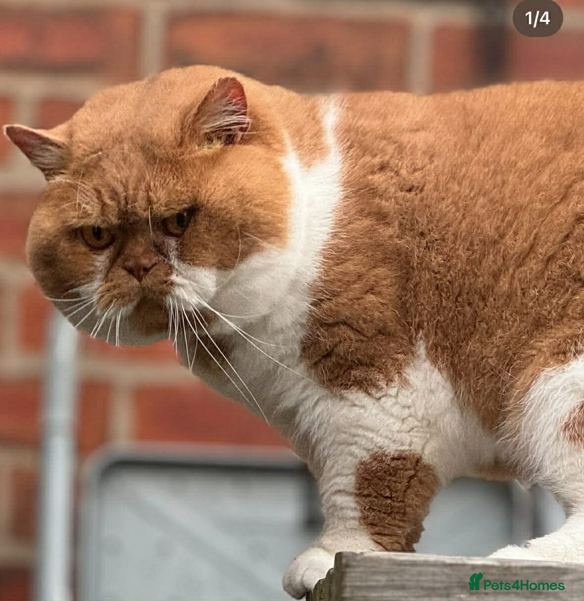 British Shorthair cats for sale: Tica reg Supreme Grand Ch and CH female kittens  - Advert 5