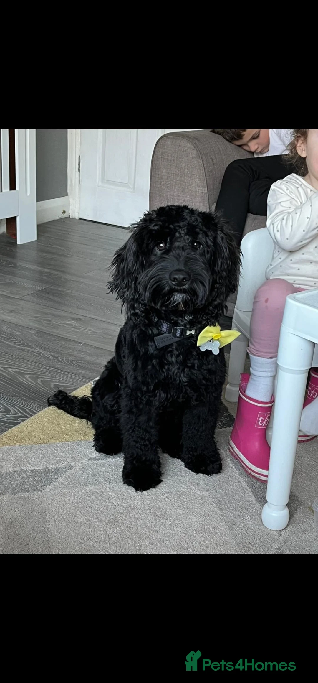Cockapoo dogs for sale: Archie, 4 year old cockapoo.  in Coventry - Advert 2