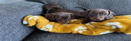 Miniature Dachshund dogs for sale: Genuine miniature dachshund  - Advert 29