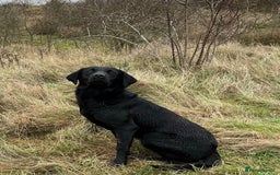 Cockerdor dogs for sale: COCKERDOR PUPS - Image 7