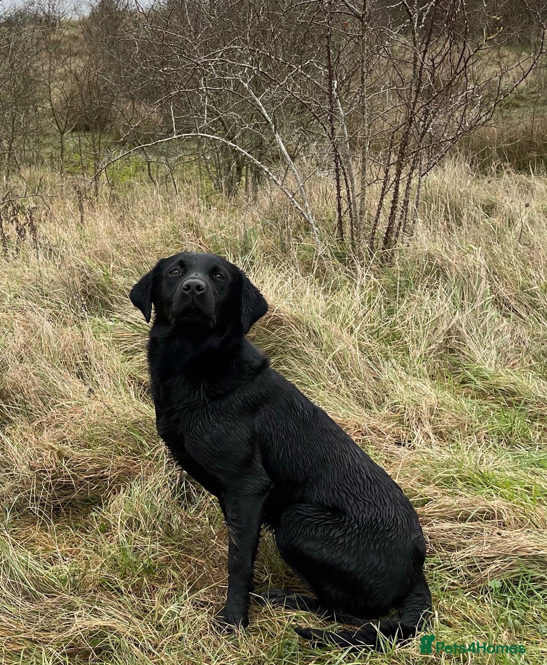 Cockerdor dogs for sale: COCKERDOR PUPS - Image 7