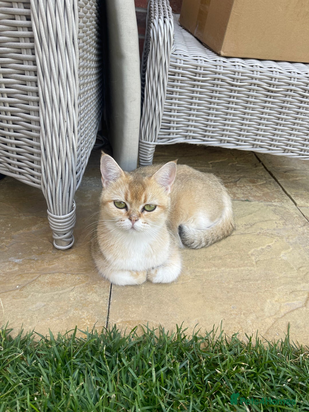 Scottish Fold cats for sale: SUMMER SALE LUXURY GOLDEN CHINCHILLA SCOTTISH FOLD - Image 10