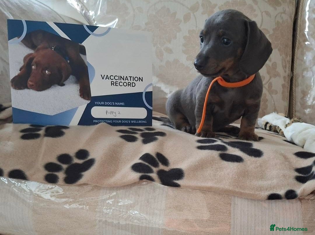 Miniature Dachshund dogs for sale: Miniature dachshund puppies - Image 22