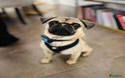 Pug dogs for sale: Beautiful 2 year old pug  - Image 2
