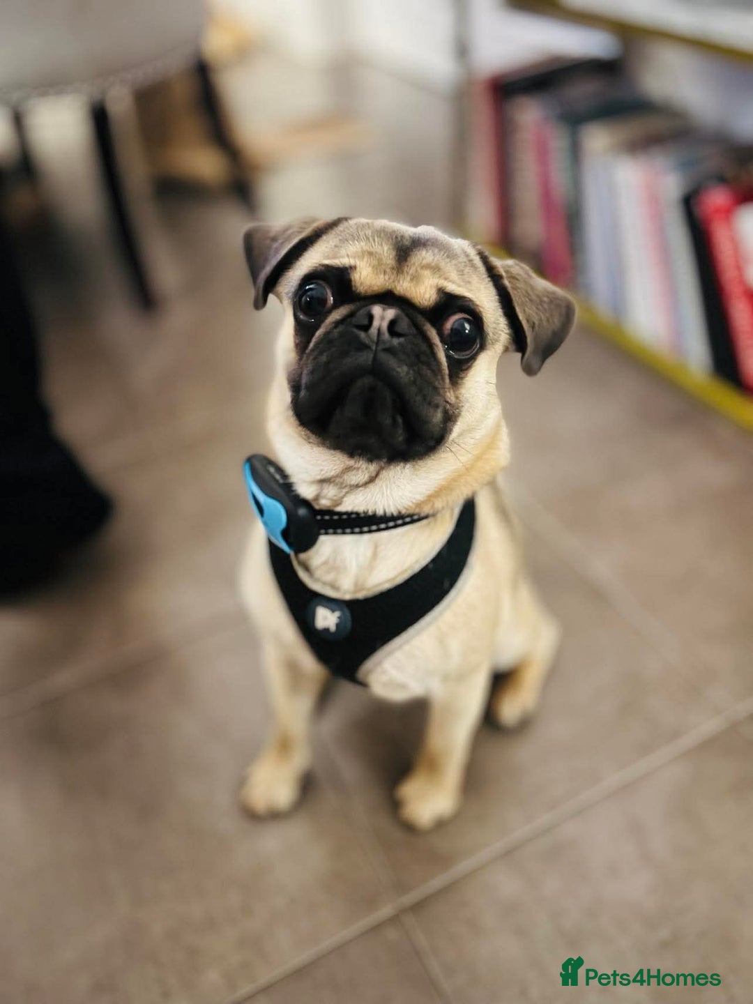 Pug dogs for sale: Beautiful 2 year old pug  - Image 2
