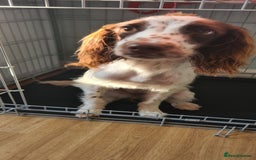 English Springer Spaniel dogs for sale: Female springer spaniel - Image 2