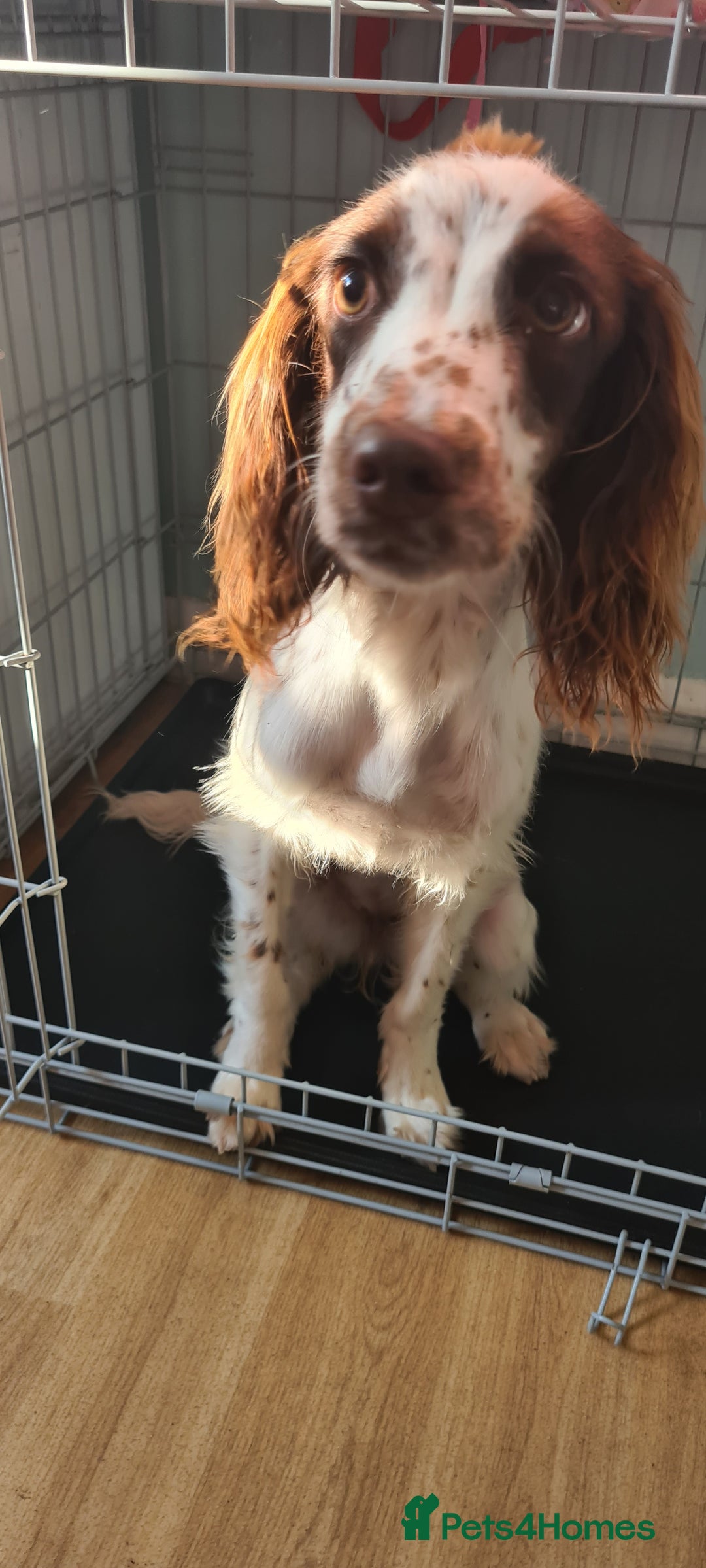 English Springer Spaniel dogs for sale: Female springer spaniel - Image 2