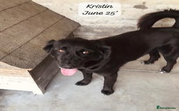 Mixed Breed dogs for adoption: Kristen, 1 yr approx. Available for adoption. in Brixham - Image 3