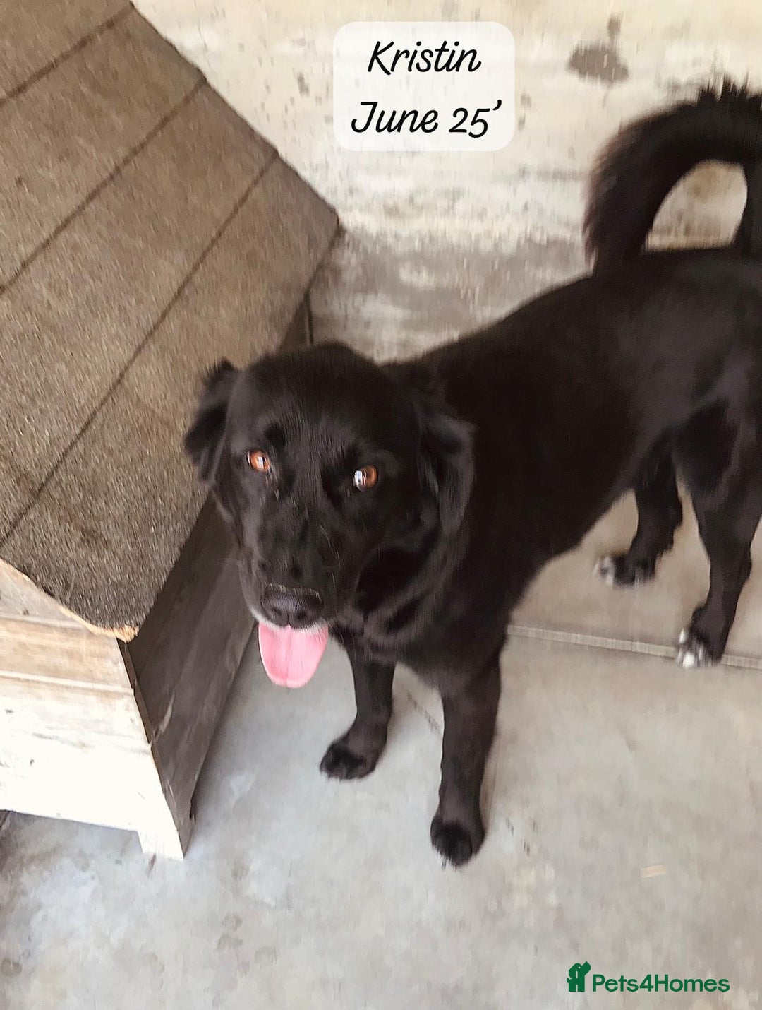 Mixed Breed dogs for adoption: Kristen, 1 yr approx. Available for adoption. in Brixham - Image 3