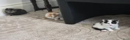 European cats for sale: 3 kitten for sale looking for forever home - Advert 9