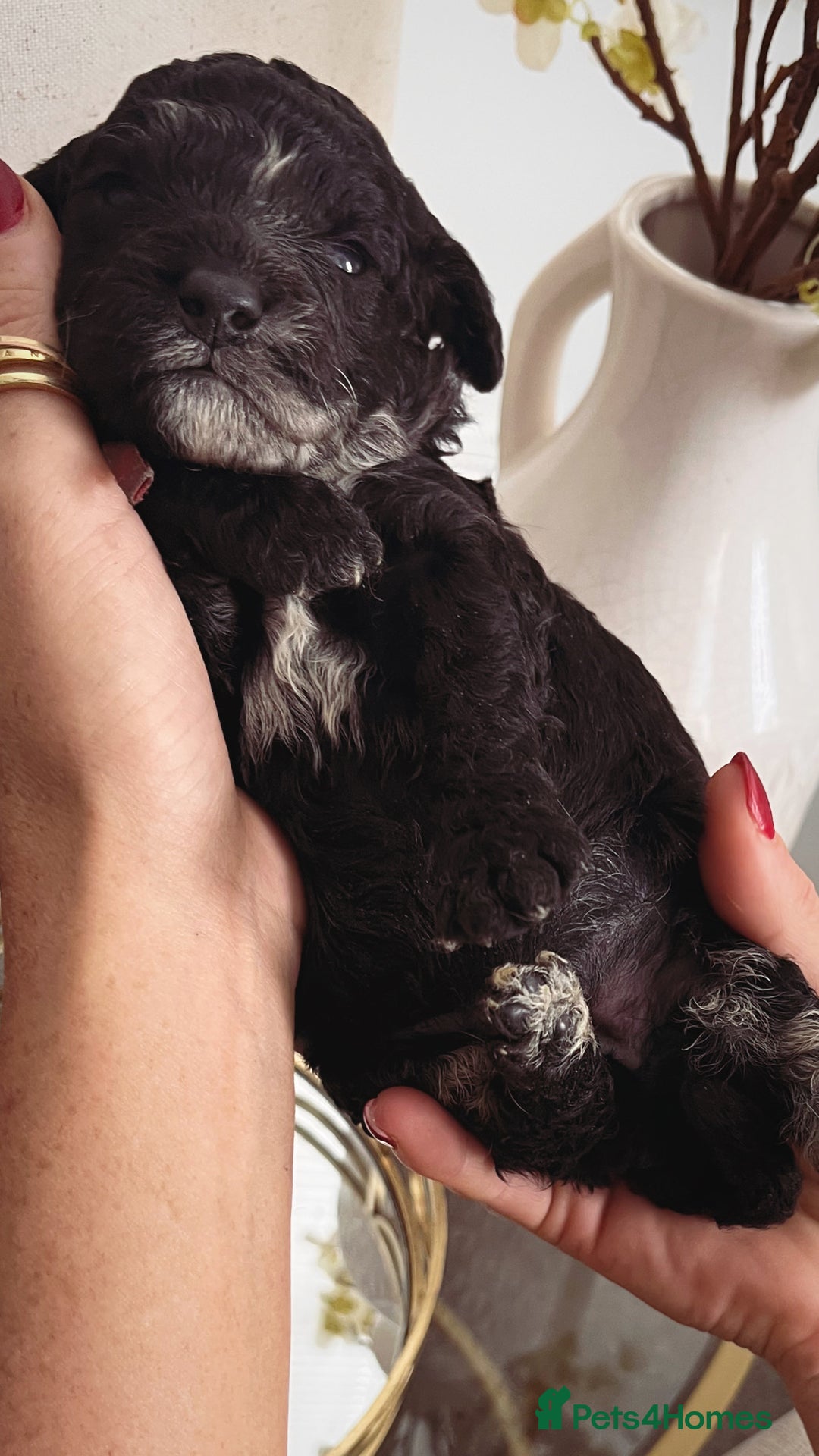 Sproodle dogs for sale: Sproodle puppies  - Image 31