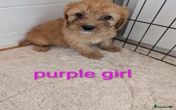 Cockapoo dogs for sale: Stunning f1 Cockapoo puppy's  - Image 5