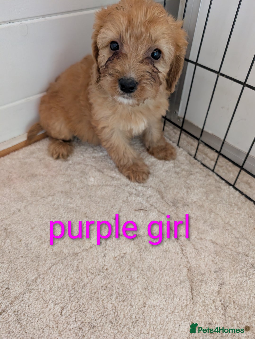 Cockapoo dogs for sale: Stunning f1 Cockapoo puppy's  - Image 5