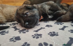 German Shepherd dogs for sale: 12 Czech KC Extensively Health Tested GSDs Puppies - Image 21