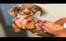 Miniature Dachshund dogs for sale: Mini dachshunds puppy’s  - Image 2