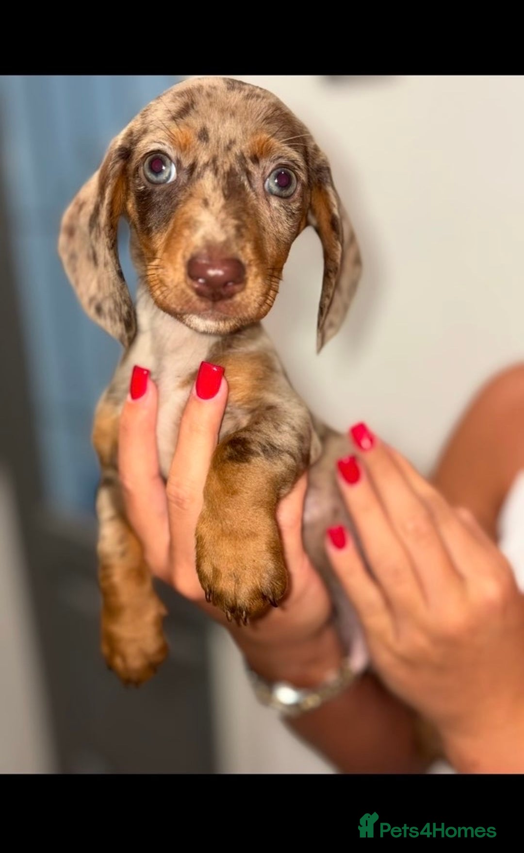 Miniature Dachshund dogs for sale: Mini dachshunds puppy’s  - Image 2