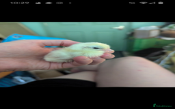 Chickens poultry for sale: Tiny Serama chicks (world's smallest chicken) - Image 2