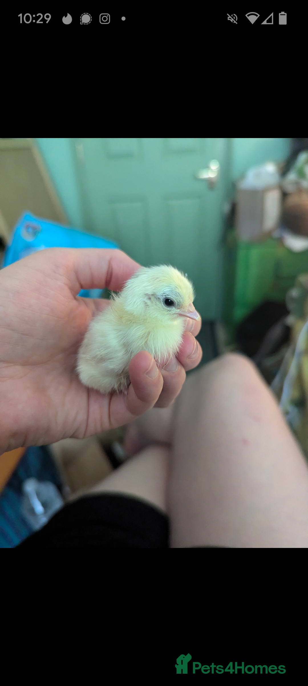 Chickens poultry for sale: Tiny Serama chicks (world's smallest chicken) - Image 2