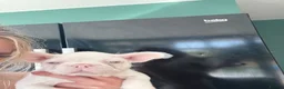 French Bulldog dogs for sale: French bulldog puppies- Ready to leave  in York - Advert 6