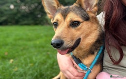 Mixed Breed dogs for adoption: Efa 🐾 - Image 1