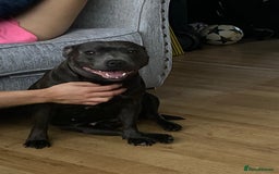 Staffordshire Bull Terrier dogs for sale: Beautiful Staffordshire bull terrier puppy’s  - Image 19