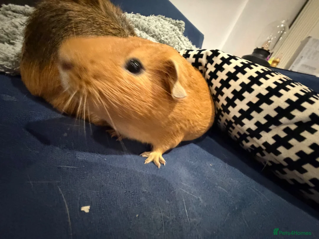 Guinea Pig rodents for sale: Looking for a new home for our beloved boy 💔 in Brighton - Advert 2