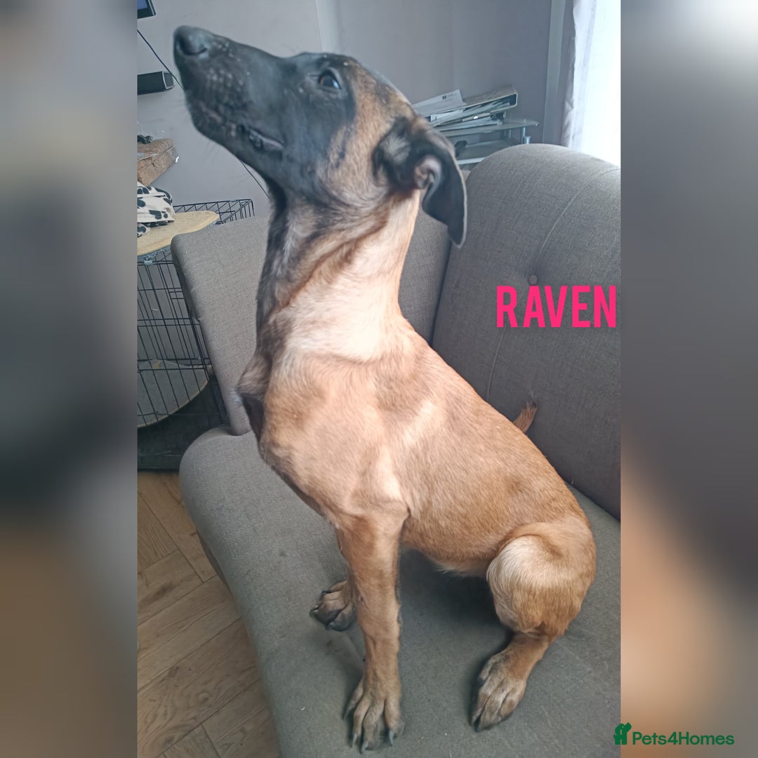 Belgian Shepherd Dog dogs for sale: Belgian Malinois Puppies – 4 Months Old - Image 4