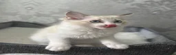Ragdoll cats for sale: Beautiful Ragdoll Kittens - Advert 19